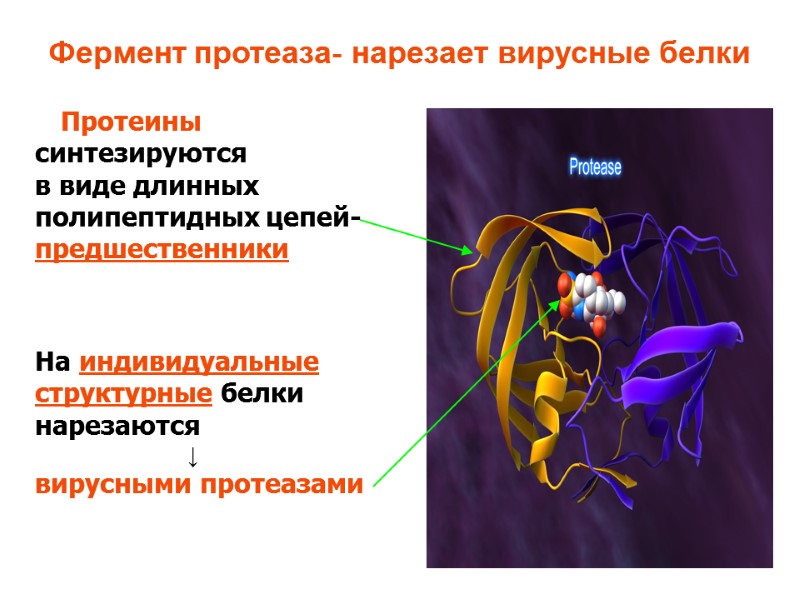 Фермент протеаза- нарезает вирусные белки     Протеины синтезируются  в виде